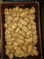 Pdt variété château