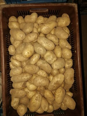 Pdt nouvelle variété spunta