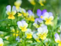 Plant pensée des champs (fleurs comestibles)