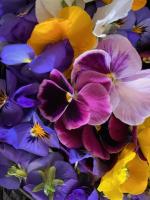 Plant pensée (fleurs comestibles)