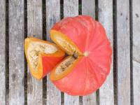 Potiron rouge vif d'etampes