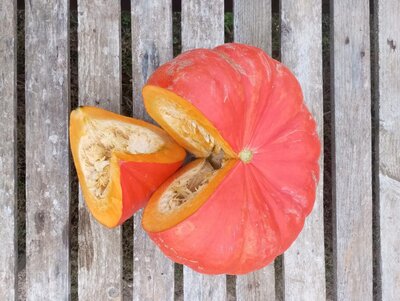 Potiron rouge vif d'etampes