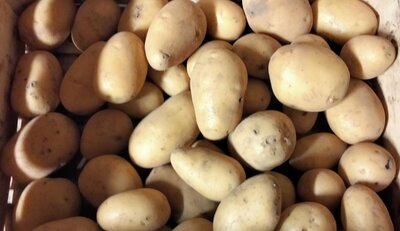 Pomme de terre nouvelle