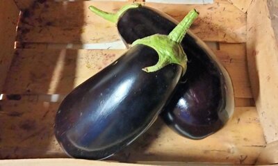Aubergine