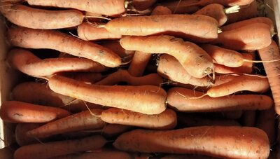 Carottes