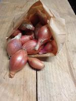 Echalotes 'conservator'