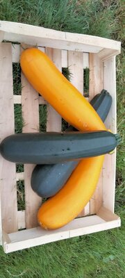 Courgette supérieure