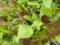 Mesclun de laitues