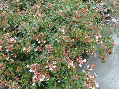 Abelia grandiflora 50/60cm