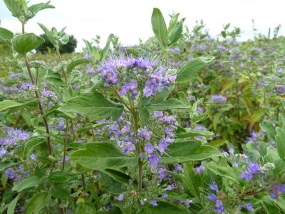 Caryopteris grand bleu 50/60cm