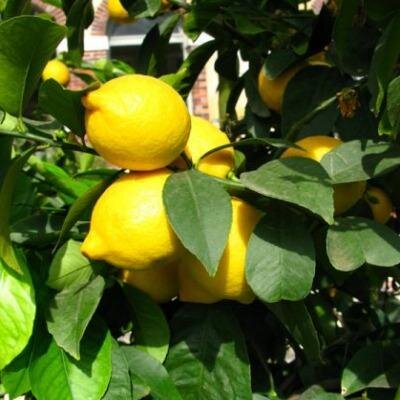 Citronnier 4 saisons 50/60