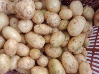 Pomme de terre passion