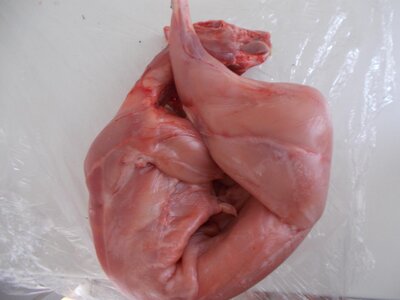 Lapin fermier