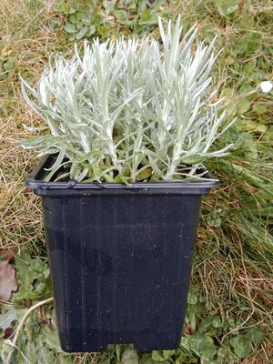 Hélichryse italienne - herbe à curry 0.5l