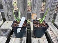 Oignon rocambole 0.5l