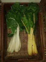 Bette (verte ou couleur) botte