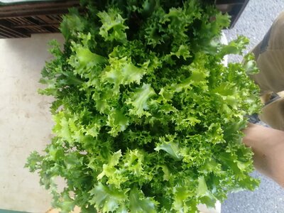 Salade frisée