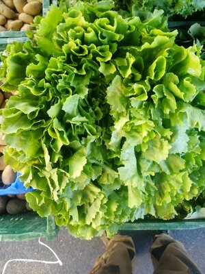 Salade scarole