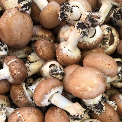 Champignon brun de paris