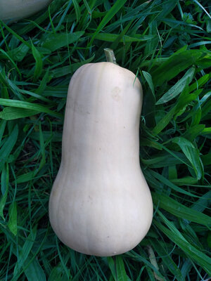 Butternut bio  2kg (+/- 200gr)