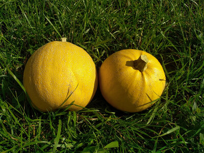 Melonnette jaspée bio 2kg (+/- 200gr)