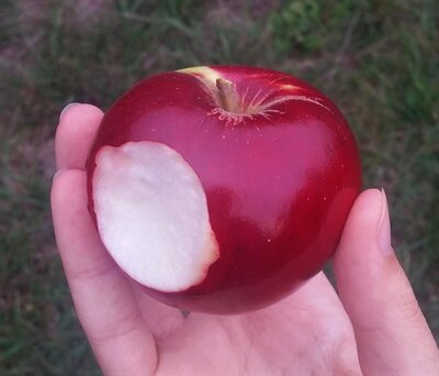 Pomme akane gros calibre