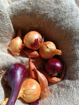 Mélange bio oignons échalotes