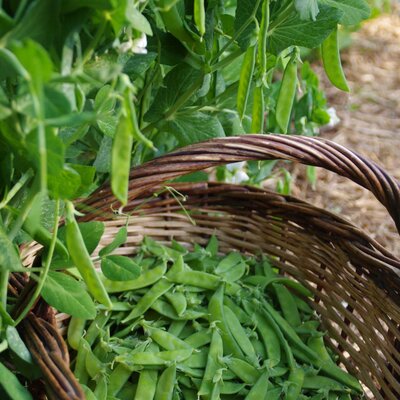 Semence pois mangetout à rame normand
