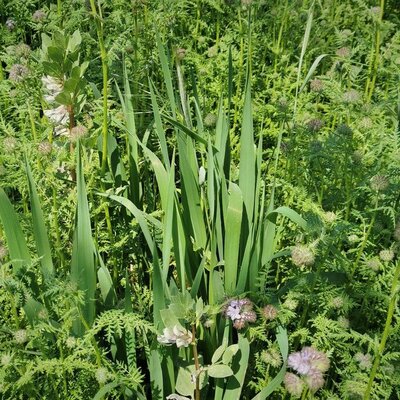 Semence couvert végétal d'hiver 100 g