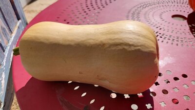 Butternut (env 2kg)