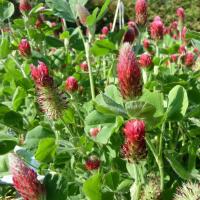 Semence trèfle incarnat