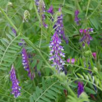 Semence vesce d'hiver