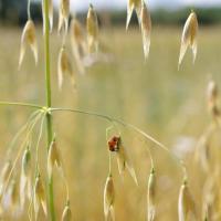 Semence avoine d'hiver