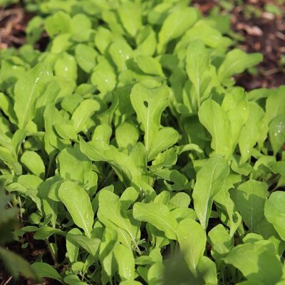 Semence roquette cultivée