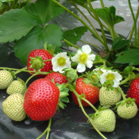 Plant de fraisier par 10 racine nu