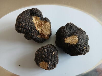 Truffe de bussy