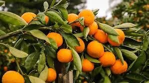 Mandarine tardivo