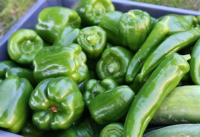 Lot de 2 kg poivron vert