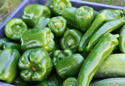 Lot de 2 kg poivron vert