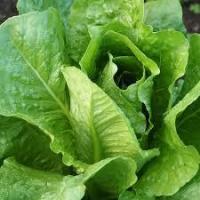 Salade-laitue romaine