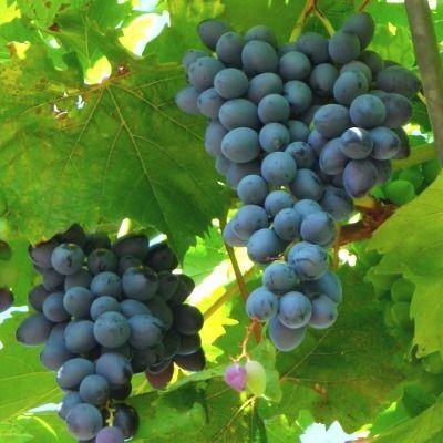 Raisin muscat de hambourg