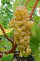 Raisin chasselas aop extra
