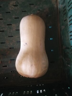 Butternut