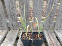 Poireau perpétuel 0.5l