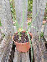 Poireau perpétuel 1l