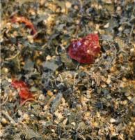 Tisane 'la philanthrope'