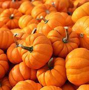 Courge jack be little