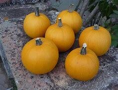 Courge pomme d'or