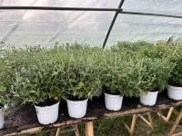 Chrysanthèmes en pot 2 l petites fleurs blanc