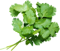 Coriandre sec recharge